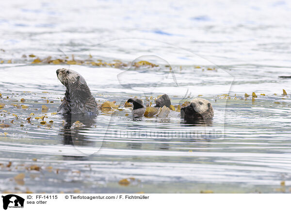 Seeotter / sea otter / FF-14115