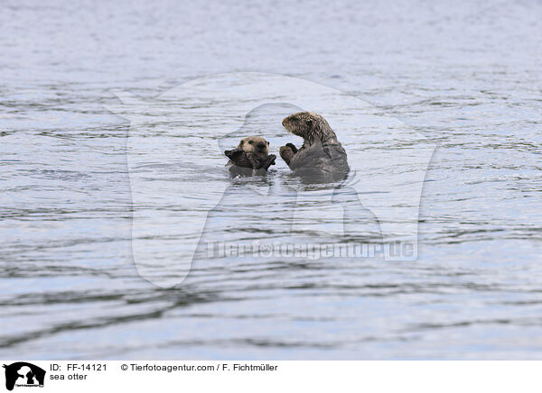sea otter / FF-14121