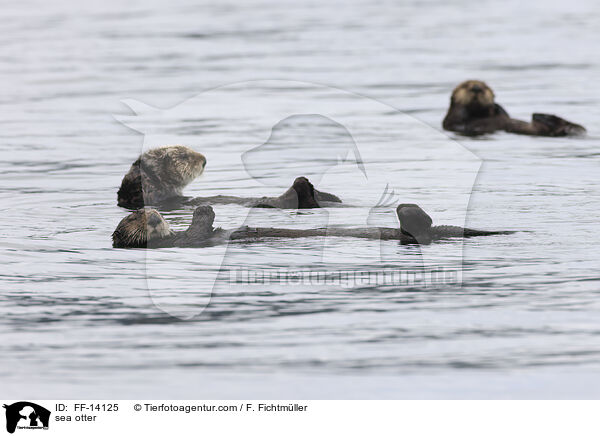 sea otter / FF-14125