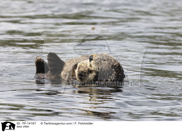 Seeotter / sea otter / FF-14167