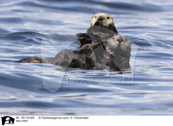 sea otter / FF-14185