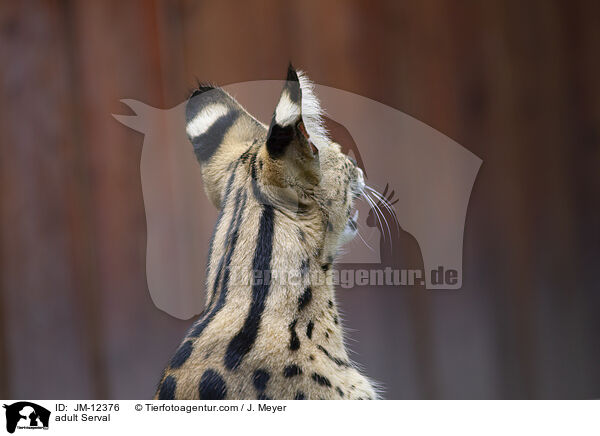 ausgewachsener Serval / adult Serval / JM-12376