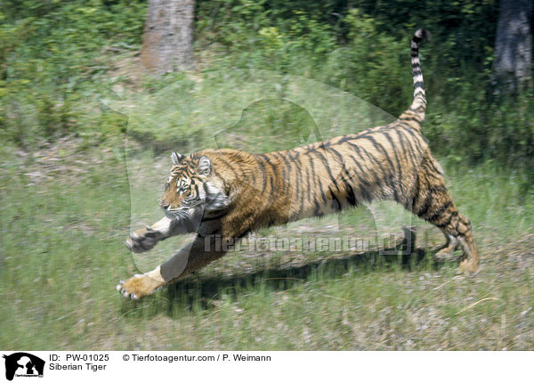 Siberian Tiger / PW-01025