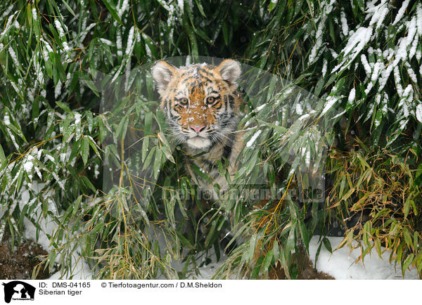 Siberian tiger / DMS-04165