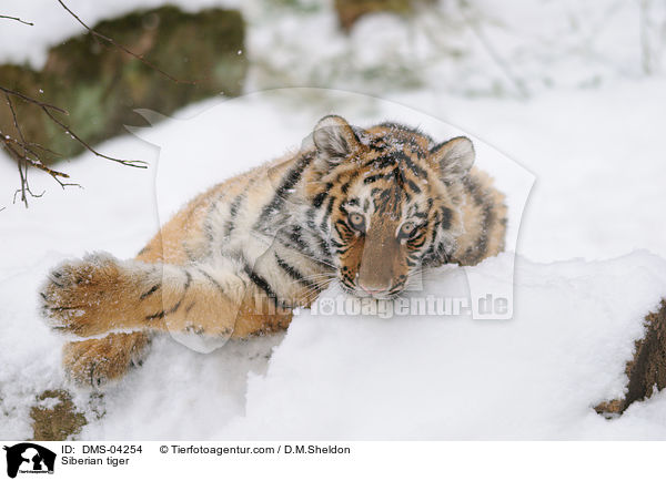 Siberian tiger / DMS-04254