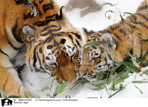 Siberian tiger / DMS-04256
