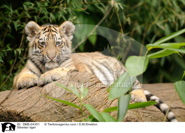 Siberian tiger / DMS-04351