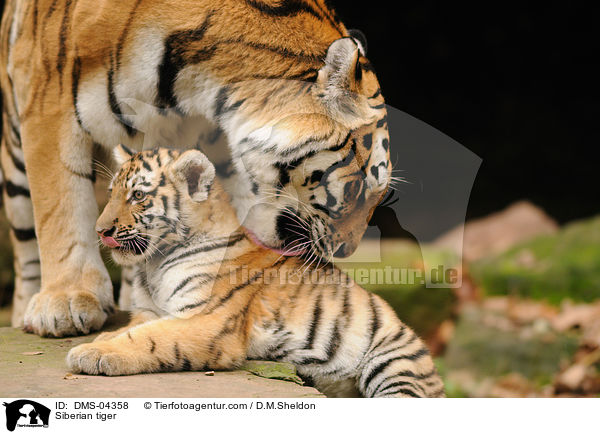 Siberian tiger / DMS-04358