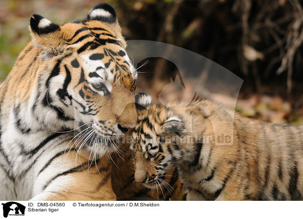 Siberian tiger / DMS-04560