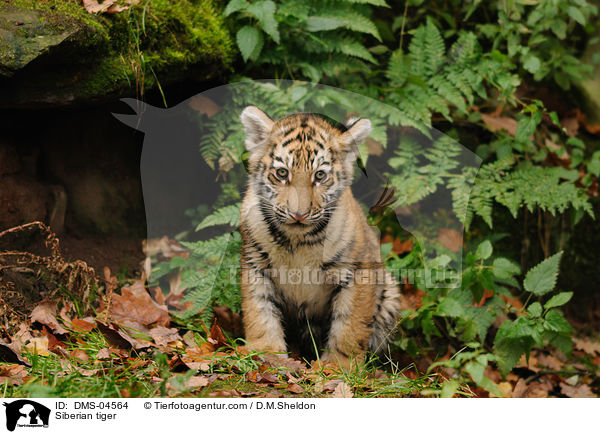Siberian tiger / DMS-04564