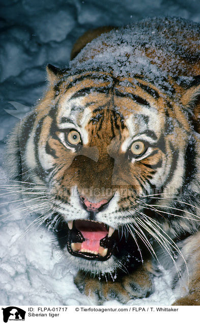 Siberian tiger / FLPA-01717