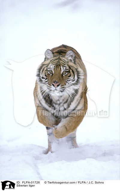 Siberian tiger / FLPA-01726