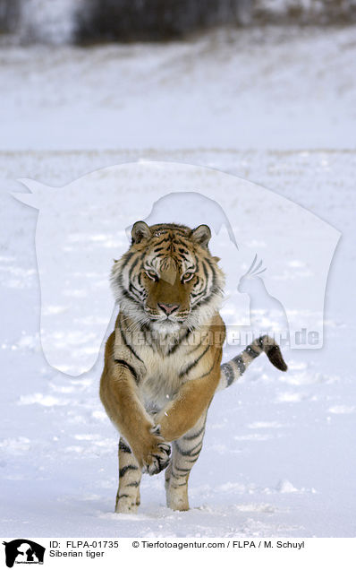 Siberian tiger / FLPA-01735