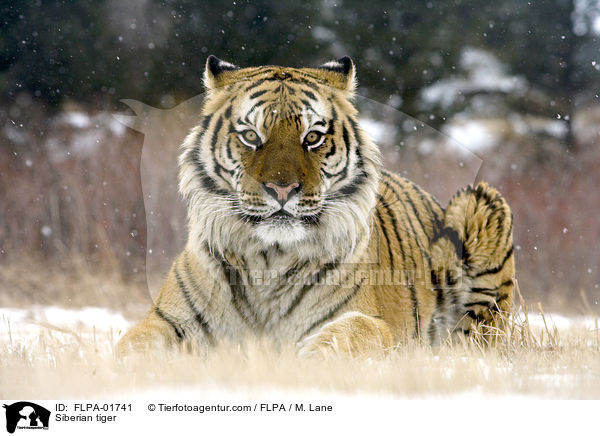 Siberian tiger / FLPA-01741