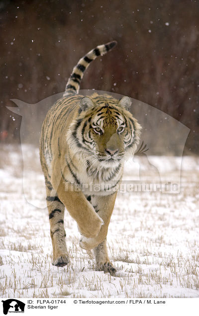 Siberian tiger / FLPA-01744