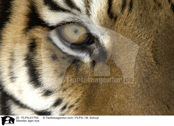 Siberian tiger eye / FLPA-01754