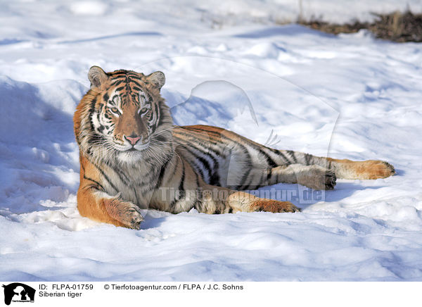 Siberian tiger / FLPA-01759