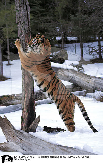 Amurtiger / Siberian tiger / FLPA-01762
