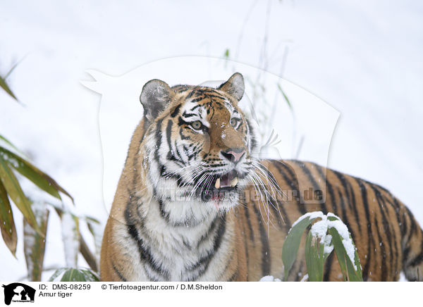 Amur tiger / DMS-08259