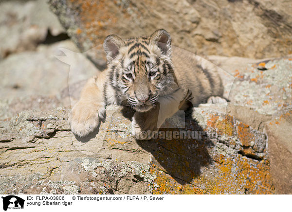 young Siberian tiger / FLPA-03806