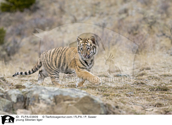 young Siberian tiger / FLPA-03809