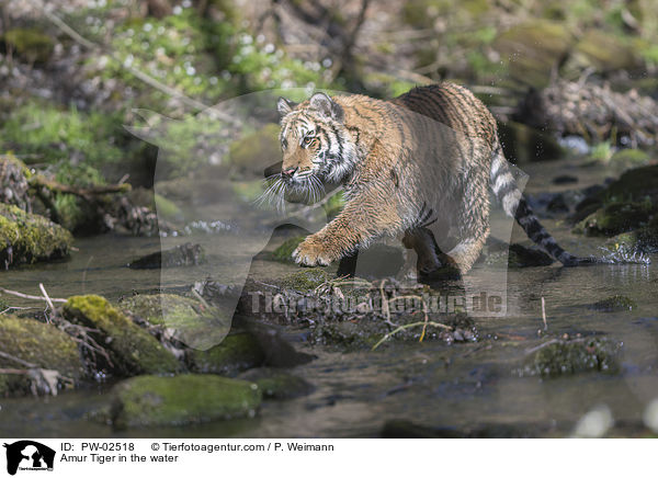 Amur Tiger in the water / PW-02518