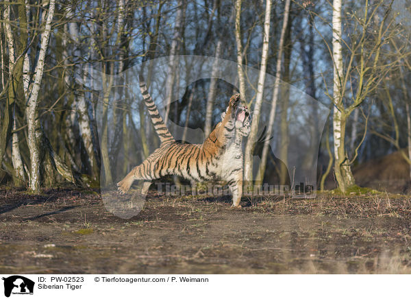 Siberian Tiger / PW-02523