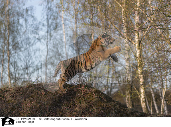 Siberian Tiger / PW-02530