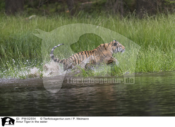 Amur Tiger in the water / PW-02554