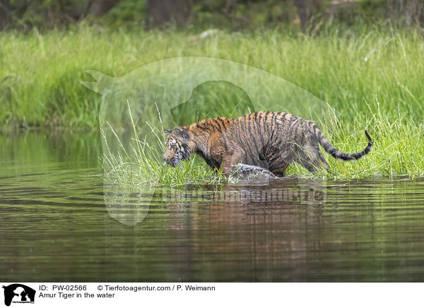 Amur Tiger in the water / PW-02566