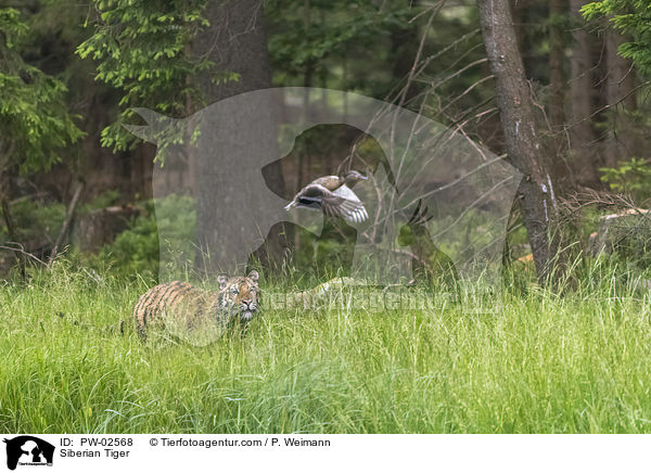 Siberian Tiger / PW-02568