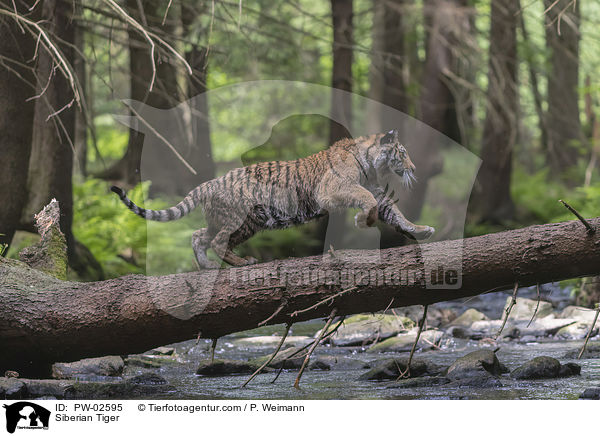 Siberian Tiger / PW-02595