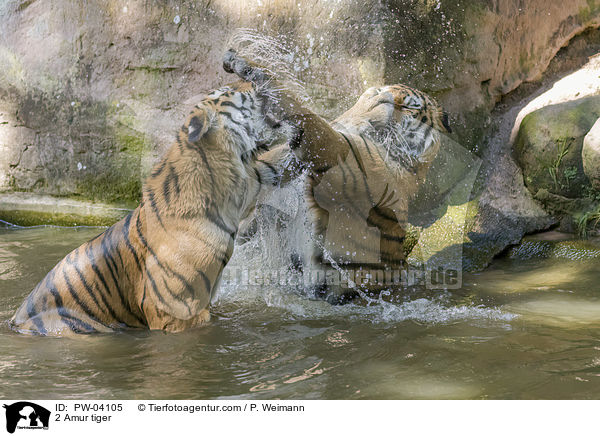 2 Amur tiger / PW-04105