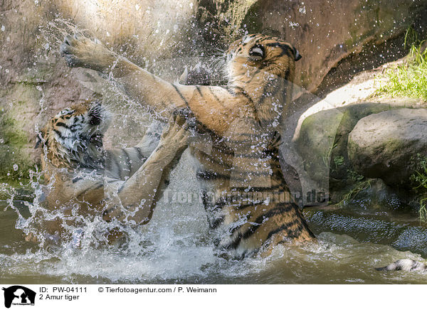 2 Amur tiger / PW-04111