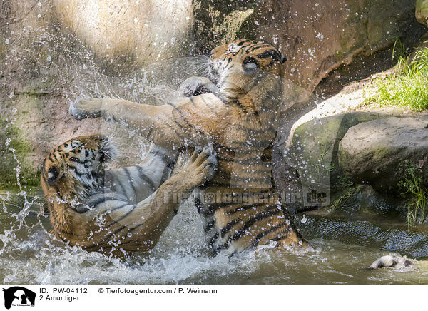 2 Amur tiger / PW-04112