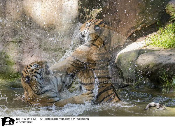2 Amur tiger / PW-04113