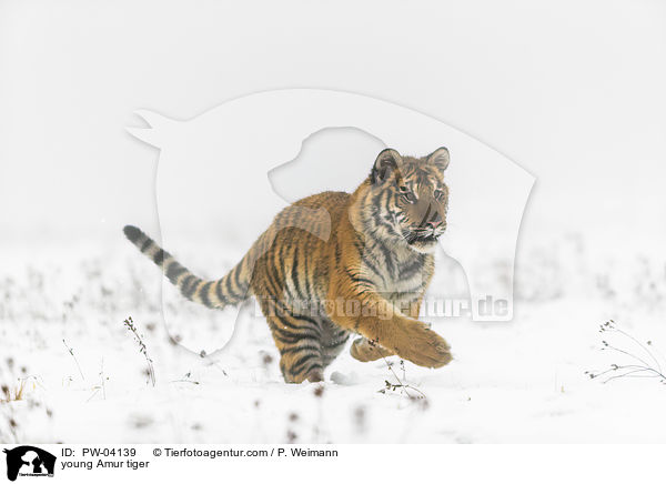 young Amur tiger / PW-04139