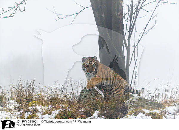 young Amur tiger / PW-04162