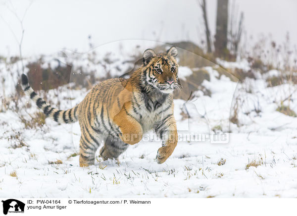 young Amur tiger / PW-04164