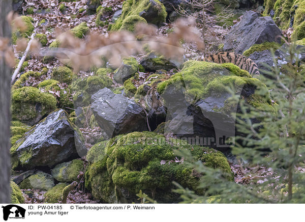 young Amur tiger / PW-04185