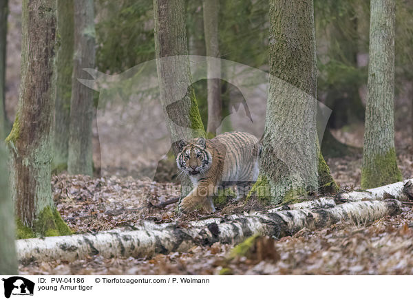 young Amur tiger / PW-04186