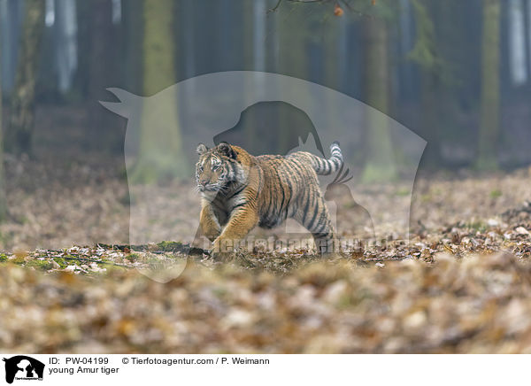 young Amur tiger / PW-04199