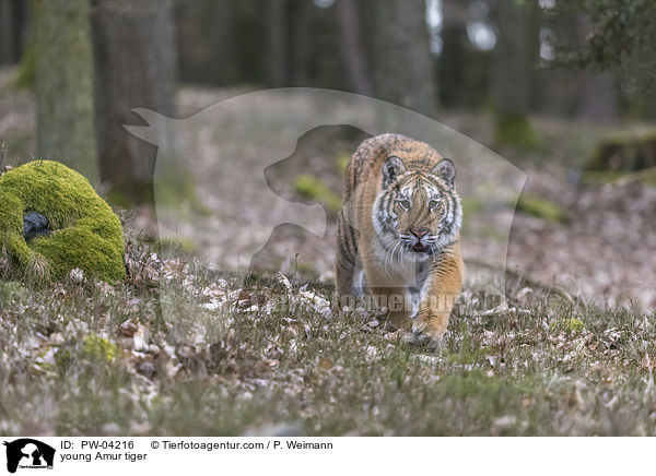 young Amur tiger / PW-04216