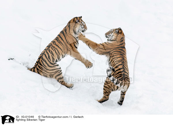 fighting Siberian Tiger / IG-01046