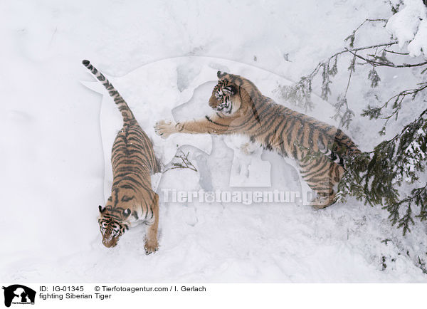 fighting Siberian Tiger / IG-01345