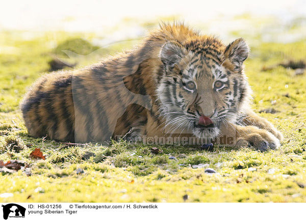 young Siberian Tiger / HS-01256
