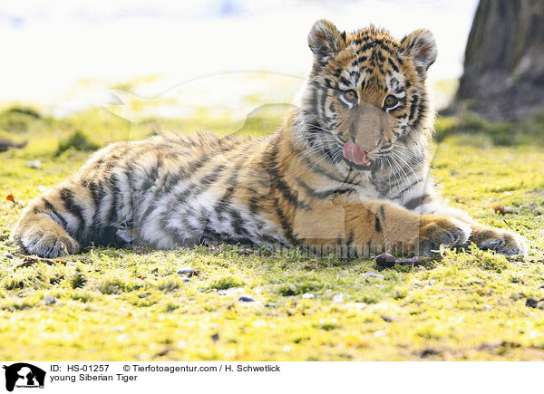 young Siberian Tiger / HS-01257