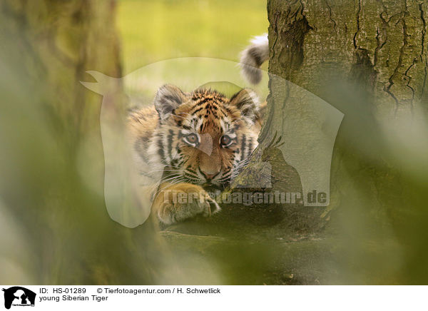 junger Amurtiger / young Siberian Tiger / HS-01289