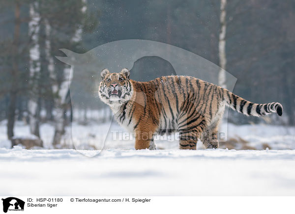 Siberian tiger / HSP-01180