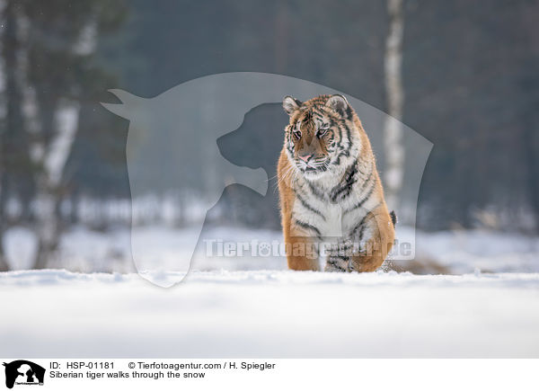 Siberian tiger walks through the snow / HSP-01181